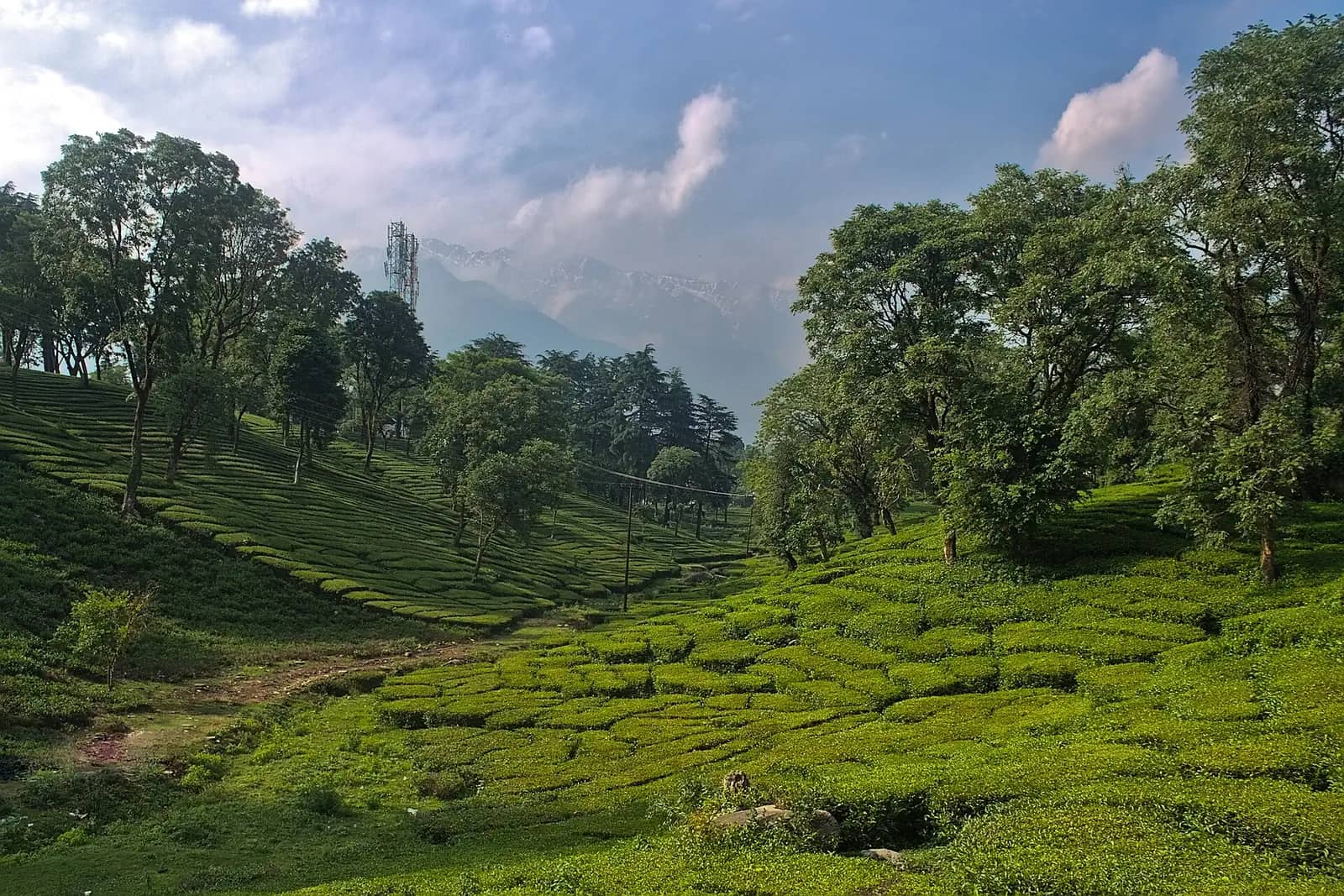 Tea plantation at Palampur, Kangra valley, Himachal Pradesh