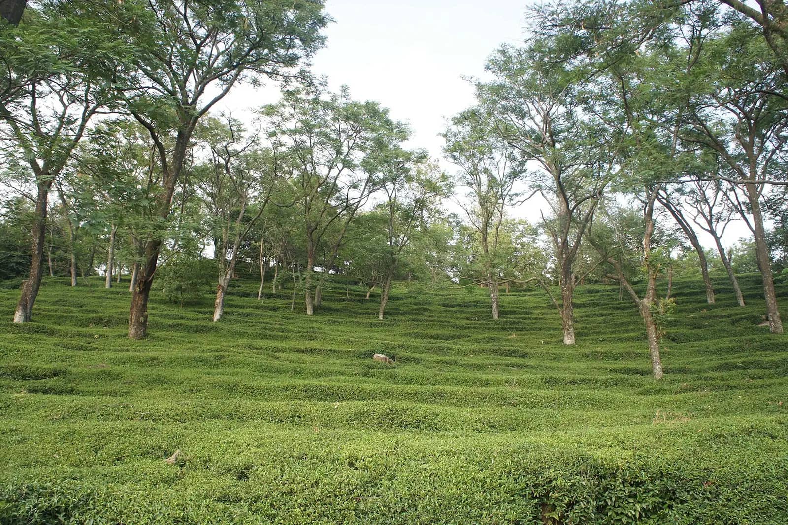 Mann Tea Estate, Kangra valley