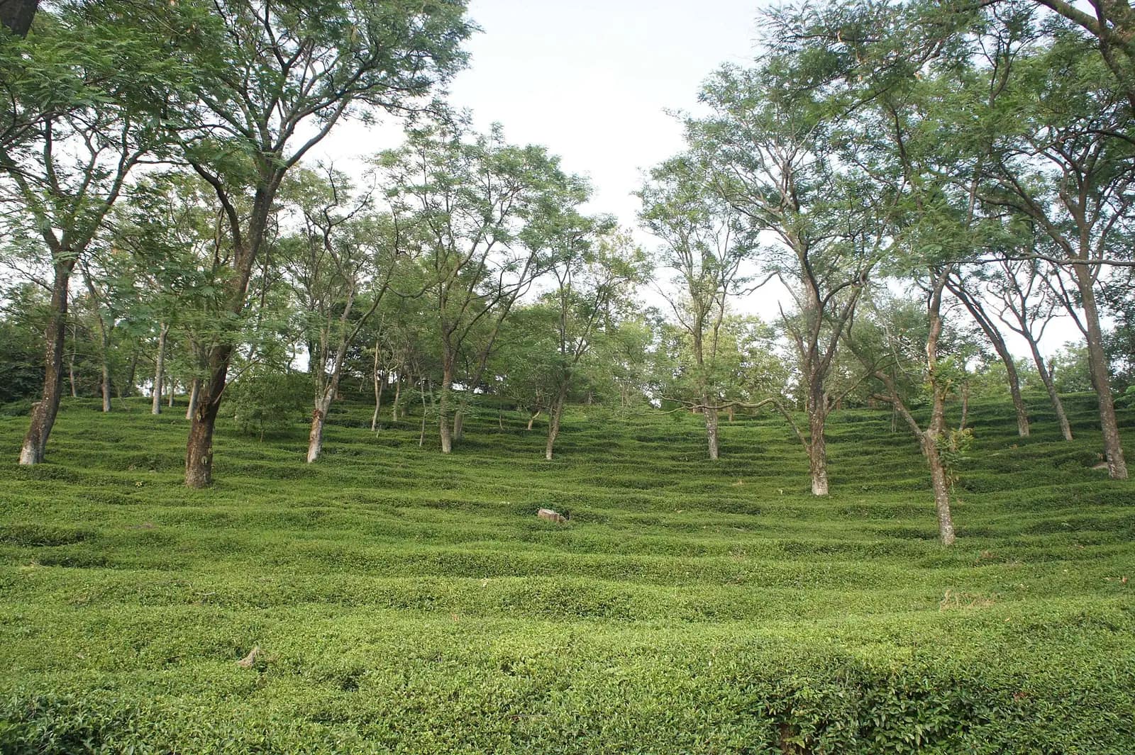 Mann Tea Estate, Kangra valley