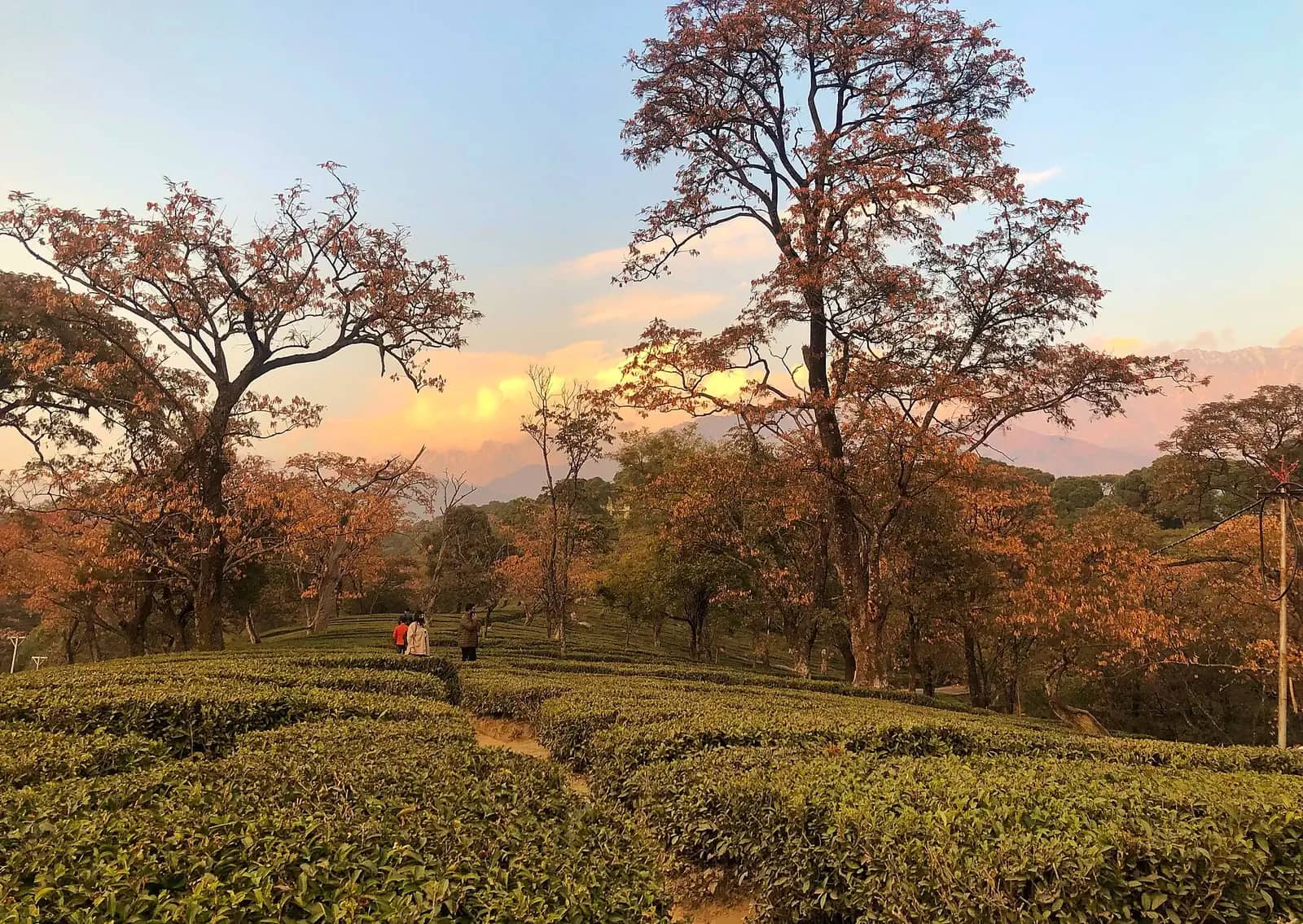 Kangra tea gardens