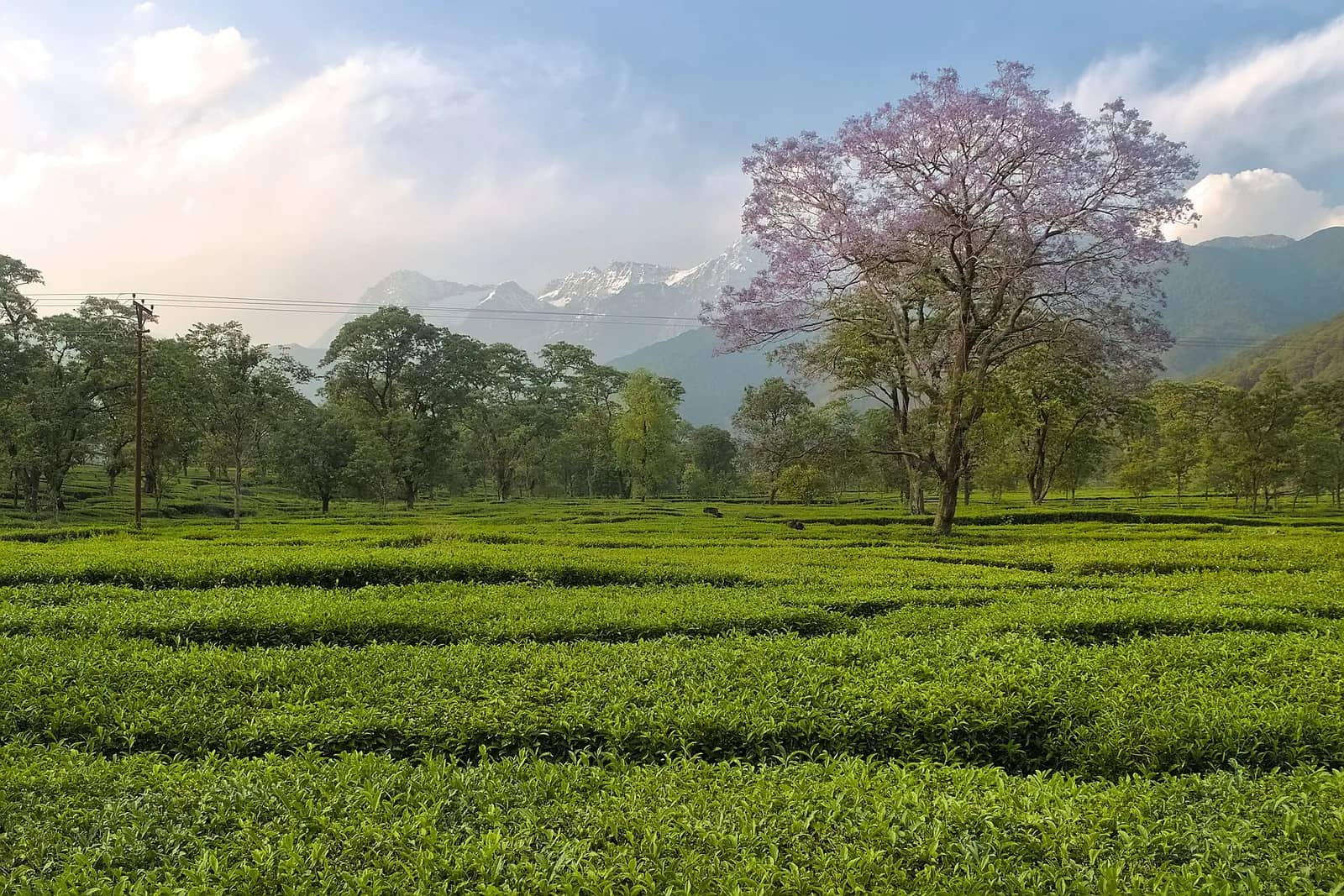 Tea garden at Nagri in the Kangra valley
