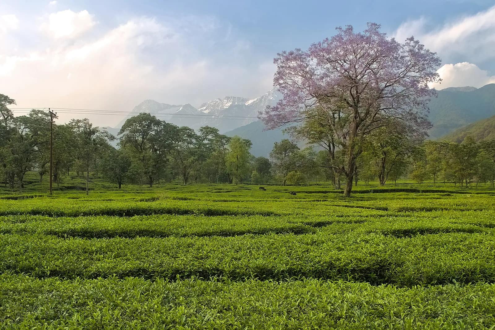 Tea garden at Nagri in the Kangra valley