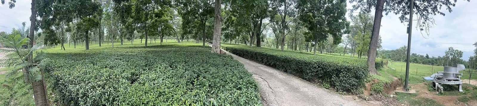 Tea garden on the Dharamshala–Palampur road